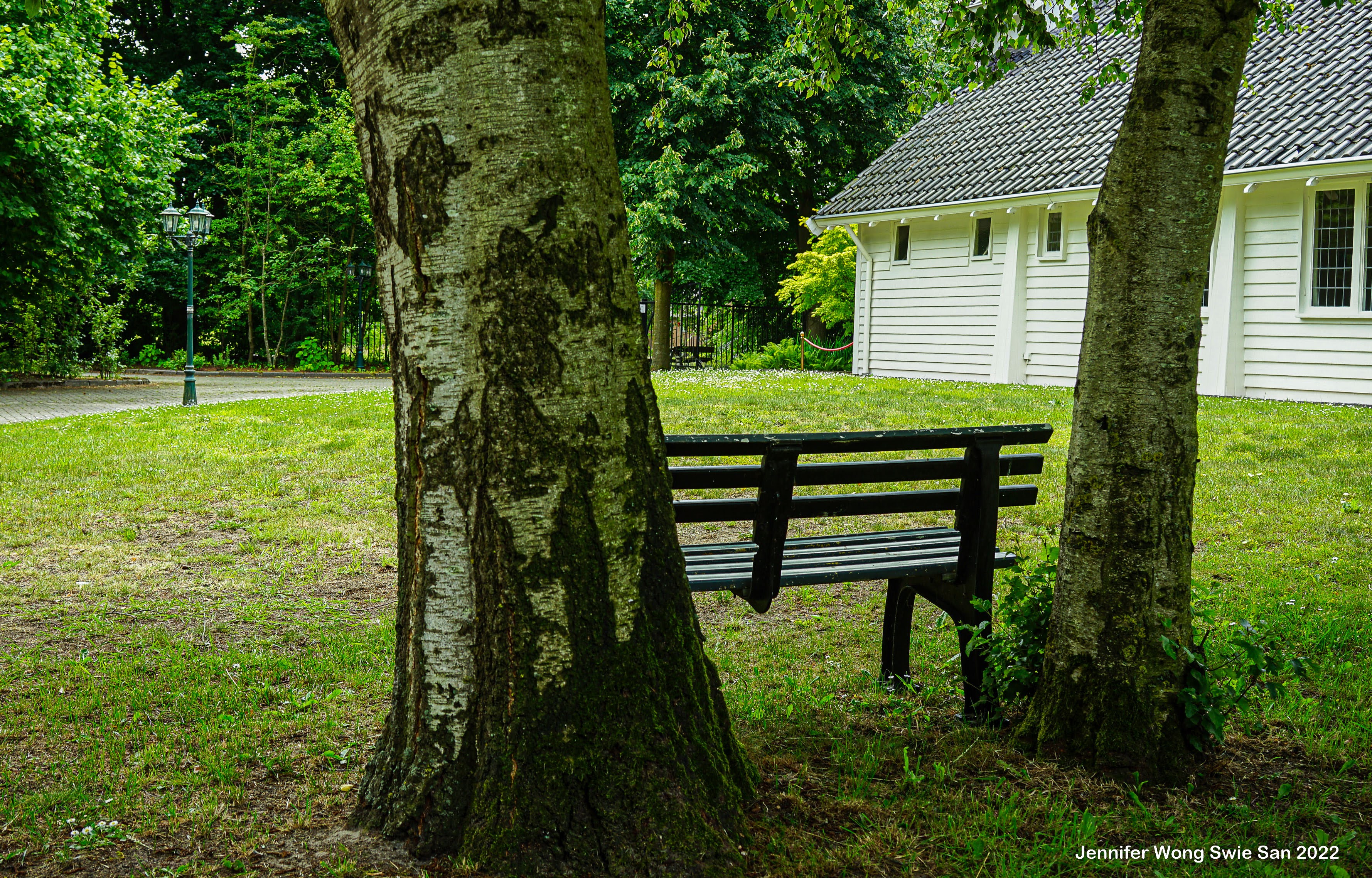 Bankje tussen twee berkenbomen in de tuin van Wit Kerkje met het witte kerkje op de achtergrond