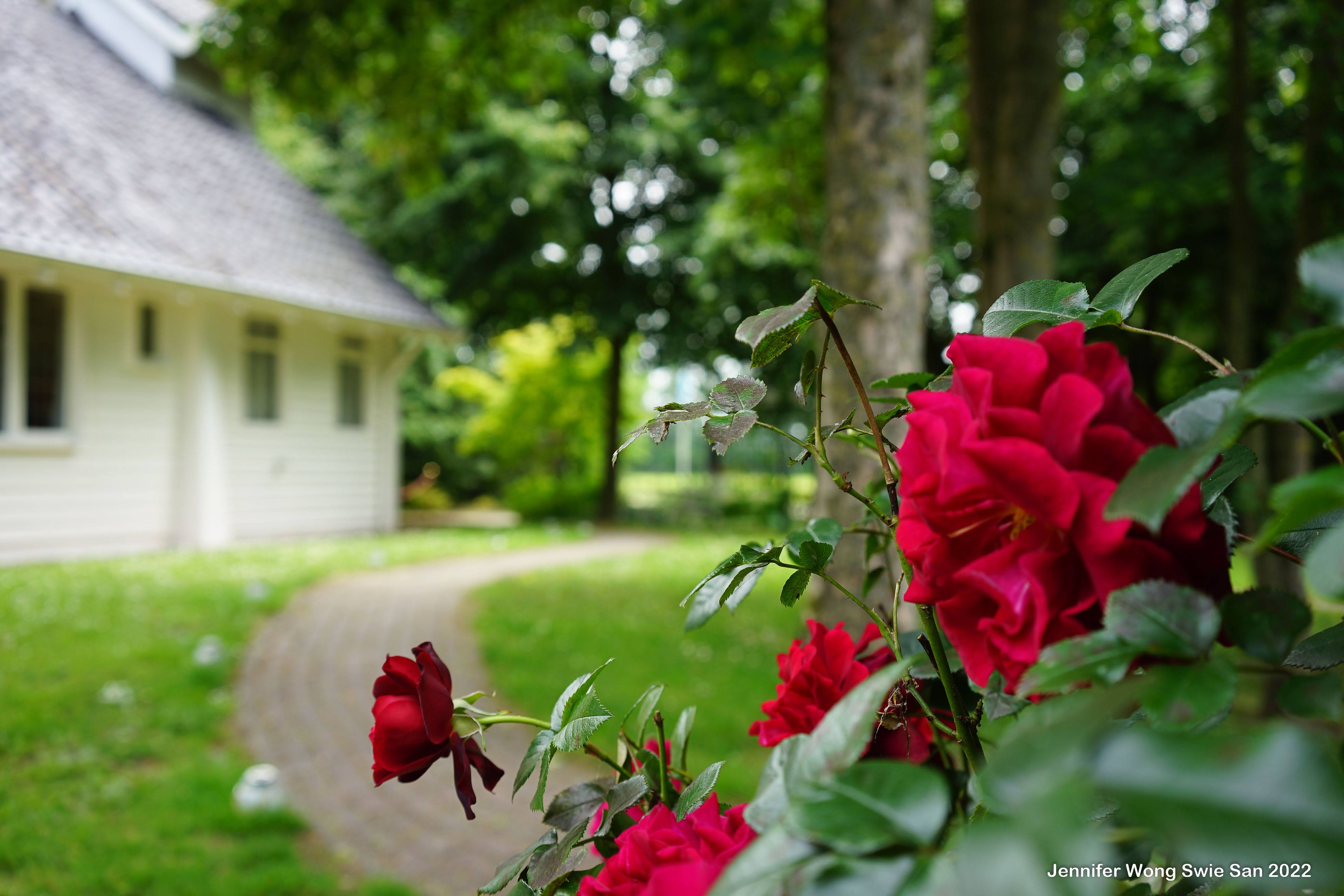 Rode rozen close-up met het witte kerkje en een kronkelend tuinpad op de achtergrond